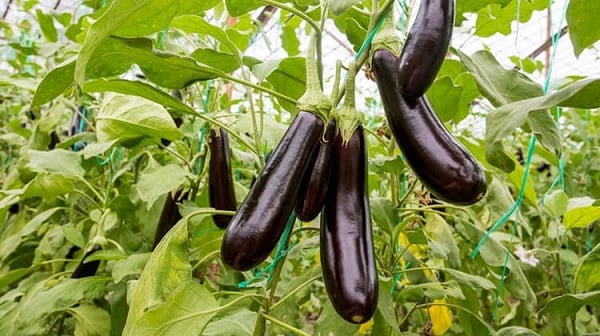 Bị Gút Ăn Cà Tím Được Không